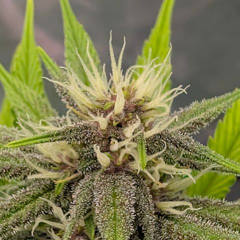 Purple Lemonade FF growlog timeline photo