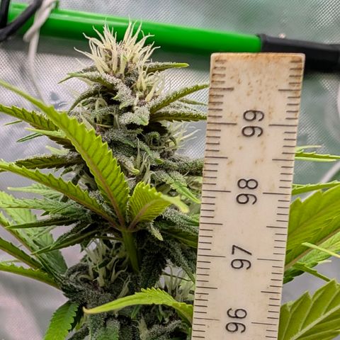 Purple Lemonade FF growlog timeline photo