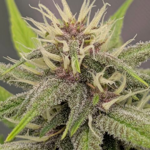 Purple Lemonade FF growlog timeline photo