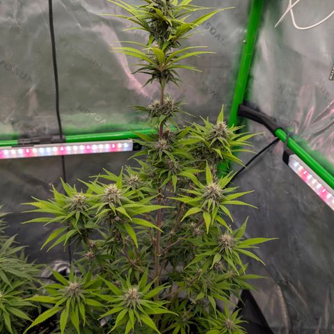 Purple Lemonade FF growlog timeline photo