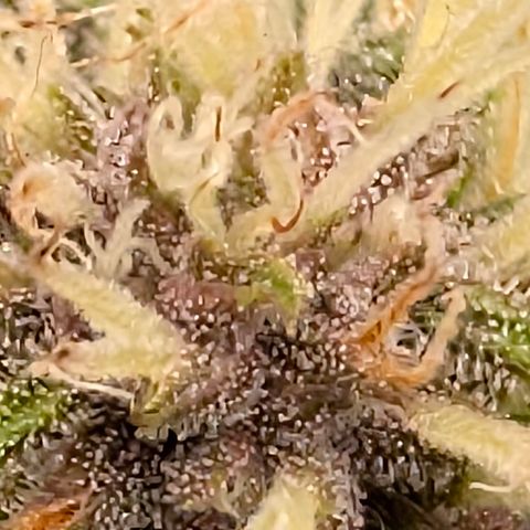 Purple Lemonade FF growlog timeline photo