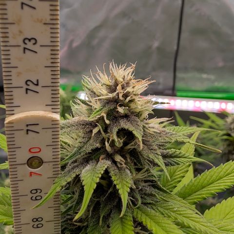 Purple Lemonade FF growlog timeline photo