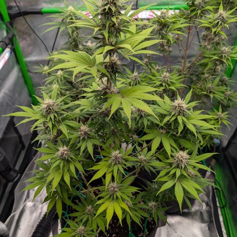 Purple Lemonade FF growlog timeline photo