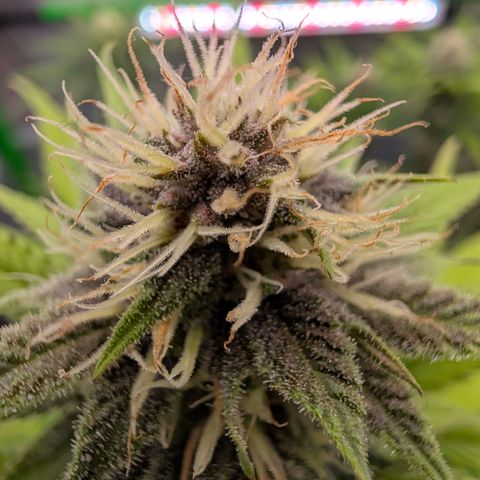 Purple Lemonade FF growlog timeline photo