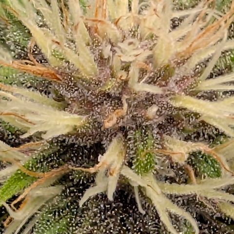 Purple Lemonade FF growlog timeline photo