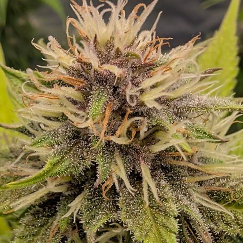 Purple Lemonade FF growlog timeline photo