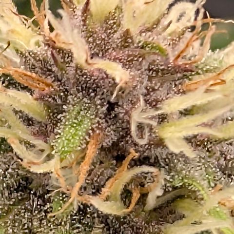 Purple Lemonade FF growlog timeline photo