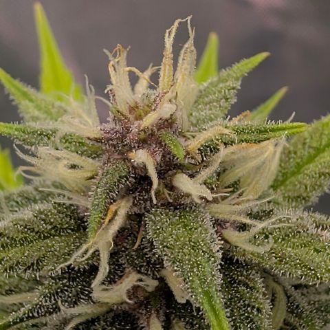 Purple Lemonade FF growlog timeline photo