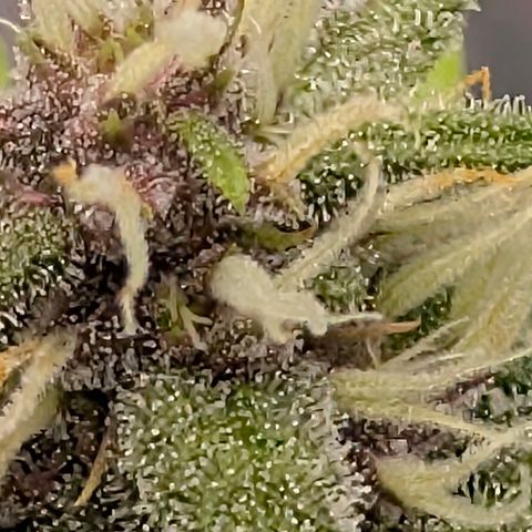 Purple Lemonade FF growlog timeline photo
