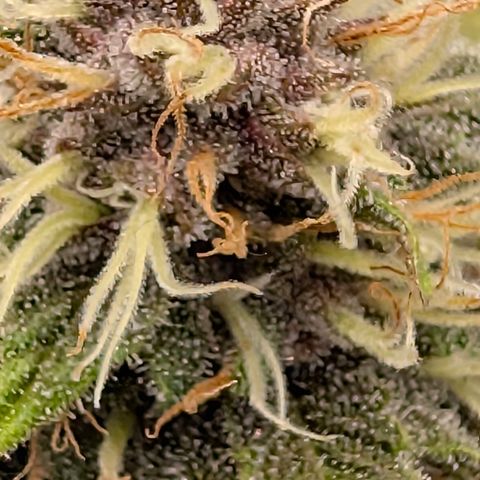 Purple Lemonade FF growlog timeline photo