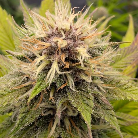 Purple Lemonade FF growlog timeline photo