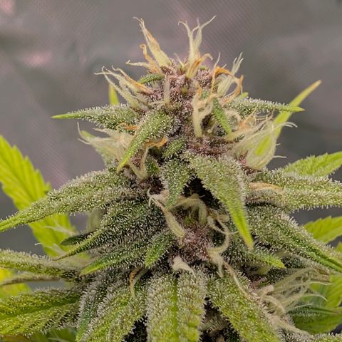 Purple Lemonade FF growlog timeline photo
