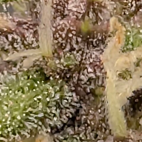 Purple Lemonade FF growlog timeline photo