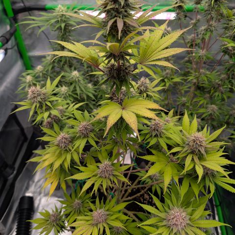 Purple Lemonade FF growlog timeline photo