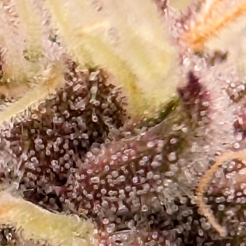 Purple Lemonade FF growlog timeline photo
