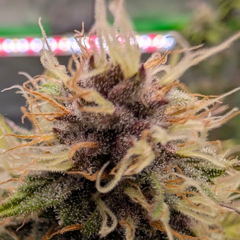 Purple Lemonade FF growlog timeline photo