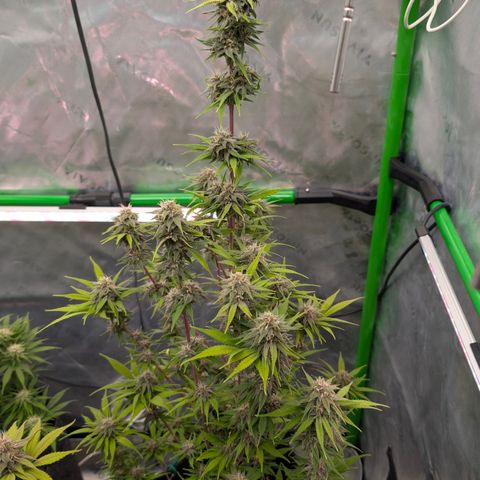 Purple Lemonade FF growlog timeline photo