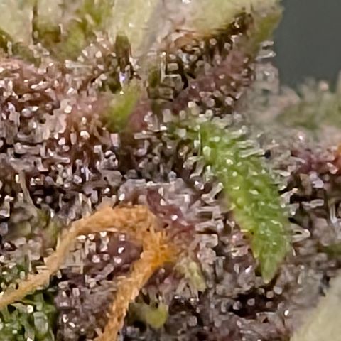 Purple Lemonade FF growlog timeline photo