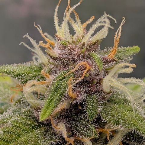 Purple Lemonade FF growlog timeline photo