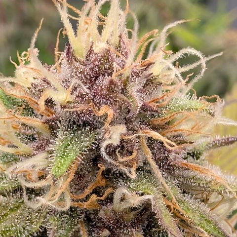 Purple Lemonade FF growlog timeline photo