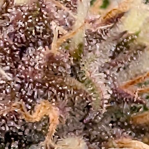 Purple Lemonade FF growlog timeline photo