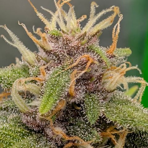 Purple Lemonade FF growlog timeline photo