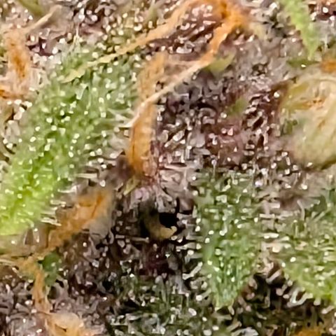 Purple Lemonade FF growlog timeline photo