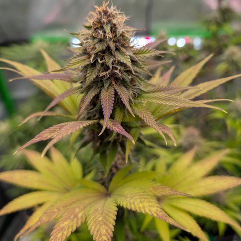 Purple Lemonade FF growlog timeline photo