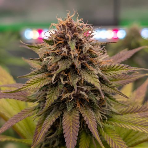 Purple Lemonade FF growlog timeline photo