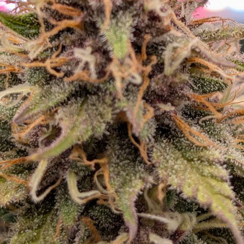 Purple Lemonade FF growlog timeline photo
