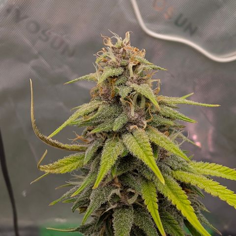 Purple Lemonade FF growlog timeline photo
