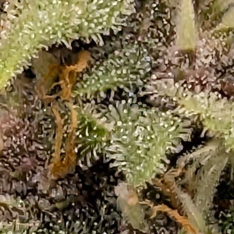 Purple Lemonade FF growlog timeline photo