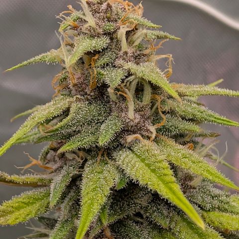 Purple Lemonade FF growlog timeline photo