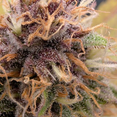 Purple Lemonade FF growlog timeline photo