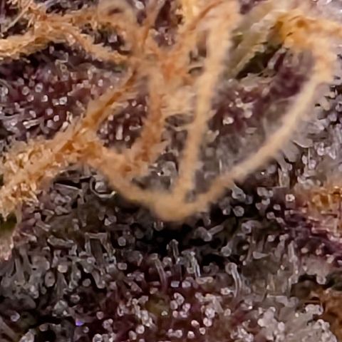 Purple Lemonade FF growlog timeline photo