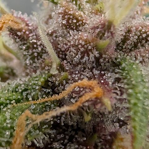 Purple Lemonade FF growlog timeline photo
