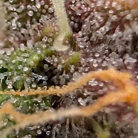 Purple Lemonade FF growlog timeline photo