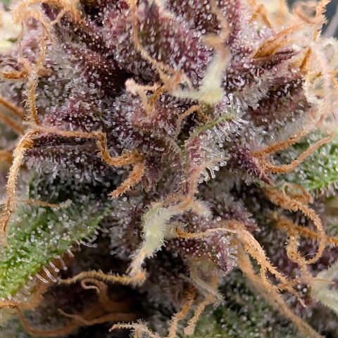 Purple Lemonade FF growlog photo: One day more 