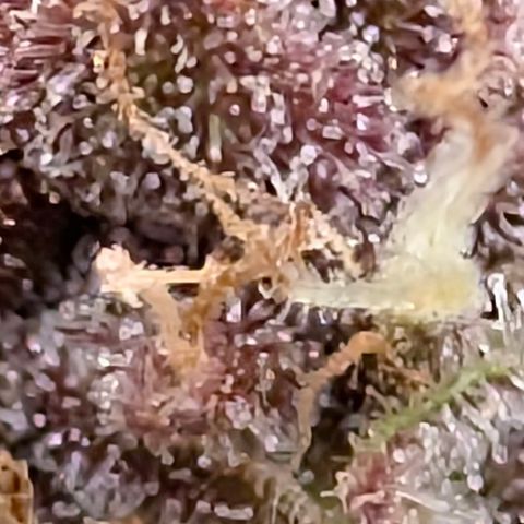Purple Lemonade FF growlog photo: One day more 