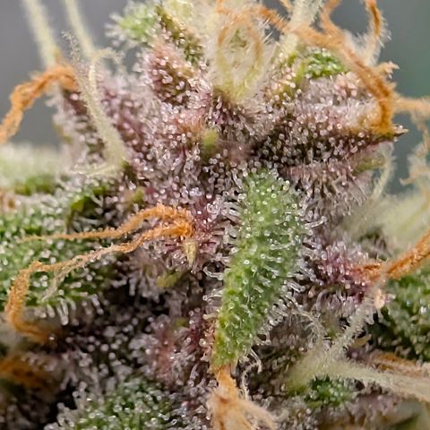 Purple Lemonade FF growlog timeline photo