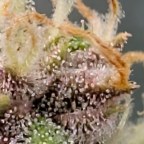 Purple Lemonade FF growlog timeline photo