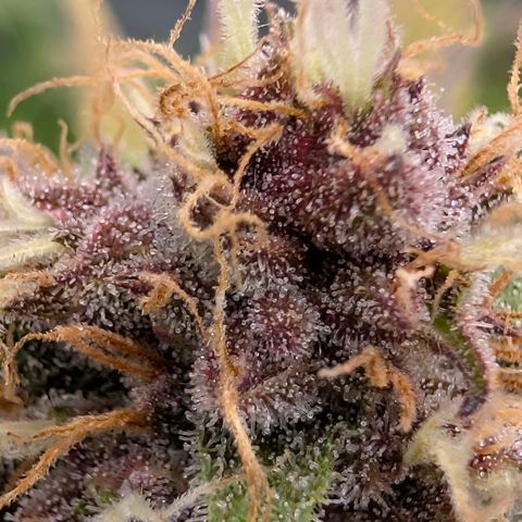 Purple Lemonade FF growlog timeline photo