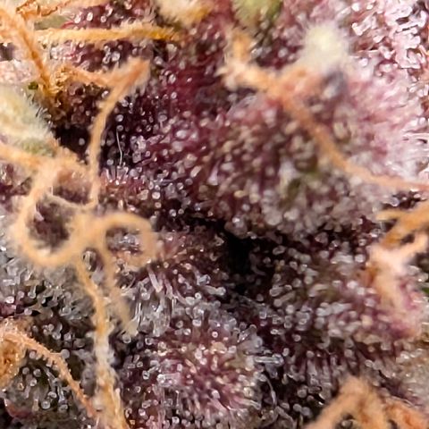 Purple Lemonade FF growlog timeline photo
