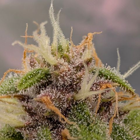 Purple Lemonade FF growlog timeline photo