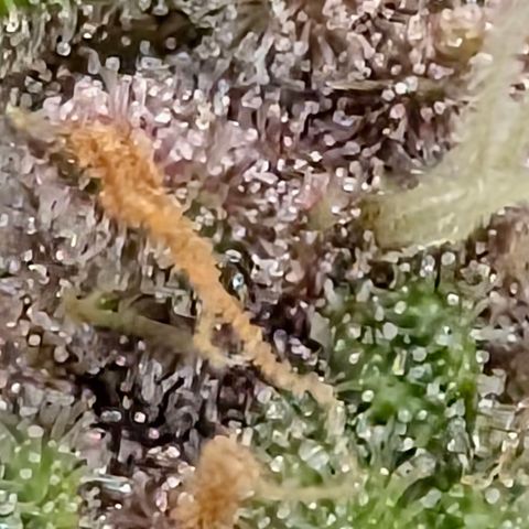 Purple Lemonade FF growlog timeline photo