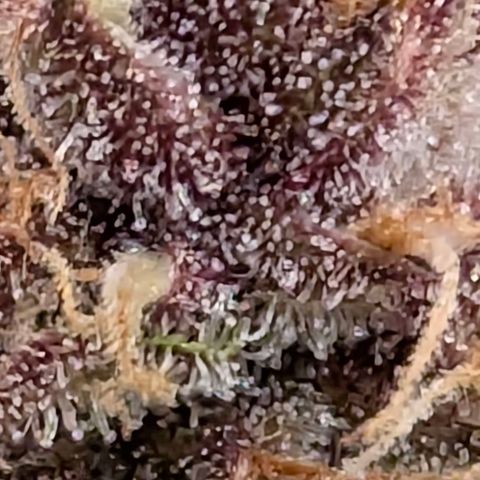 Purple Lemonade FF growlog timeline photo