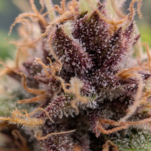 Purple Lemonade FF growlog timeline photo