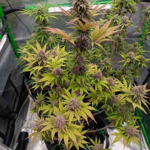 Purple Lemonade FF growlog timeline photo