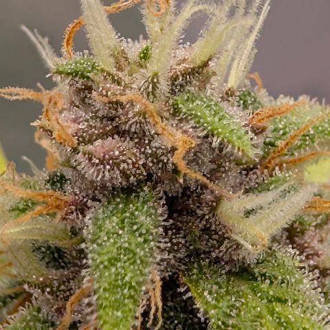 Purple Lemonade FF growlog timeline photo