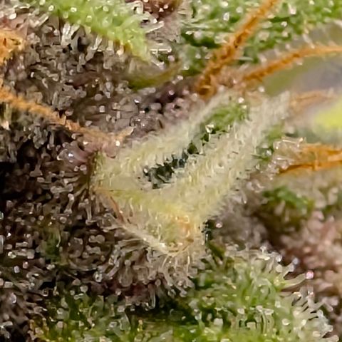 Purple Lemonade FF growlog timeline photo